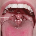 oral-mouth-cancer-2-anatomy-front